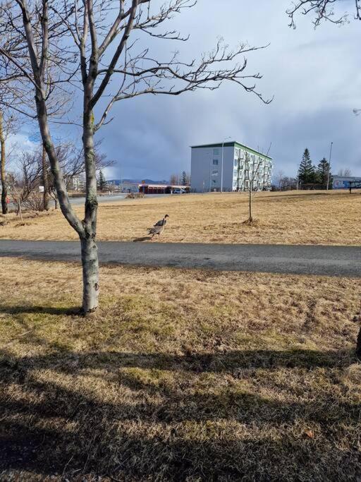 Centrally Located, Cozy W Free Prk. * Reykjavík